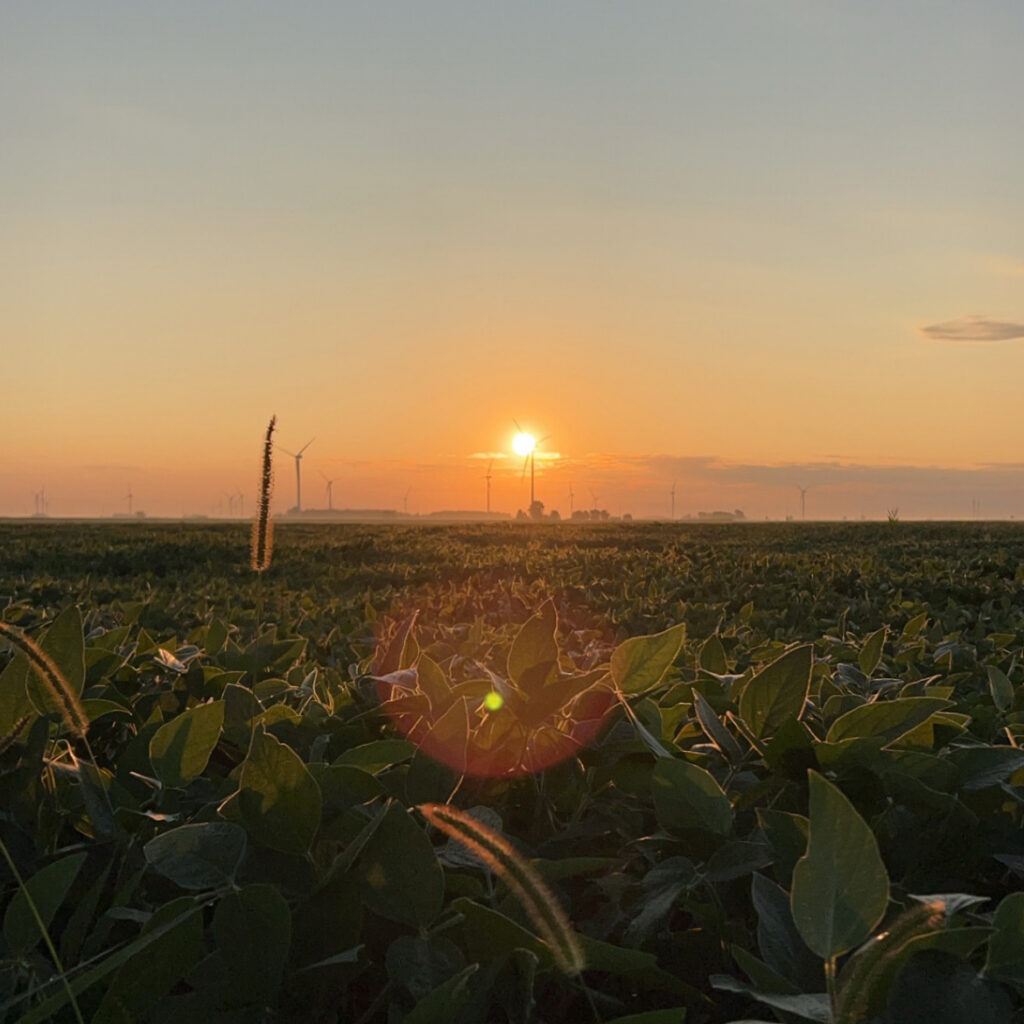 Dealey Chemicals Agriculture Crop Protection